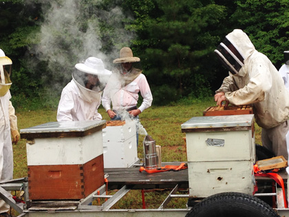 Hive Inspection